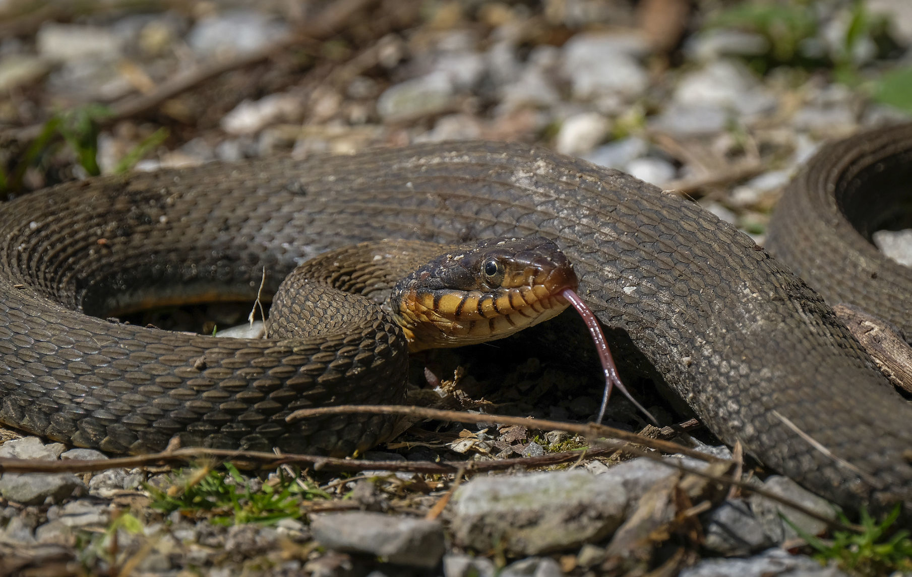 Snake Road in spring 2019